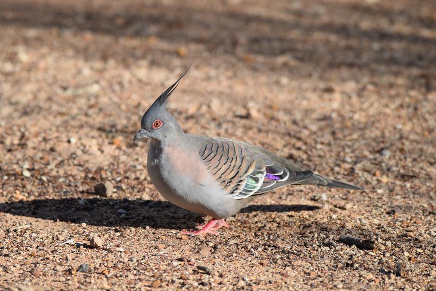 Pigeon spinifex 2023 002.JPG